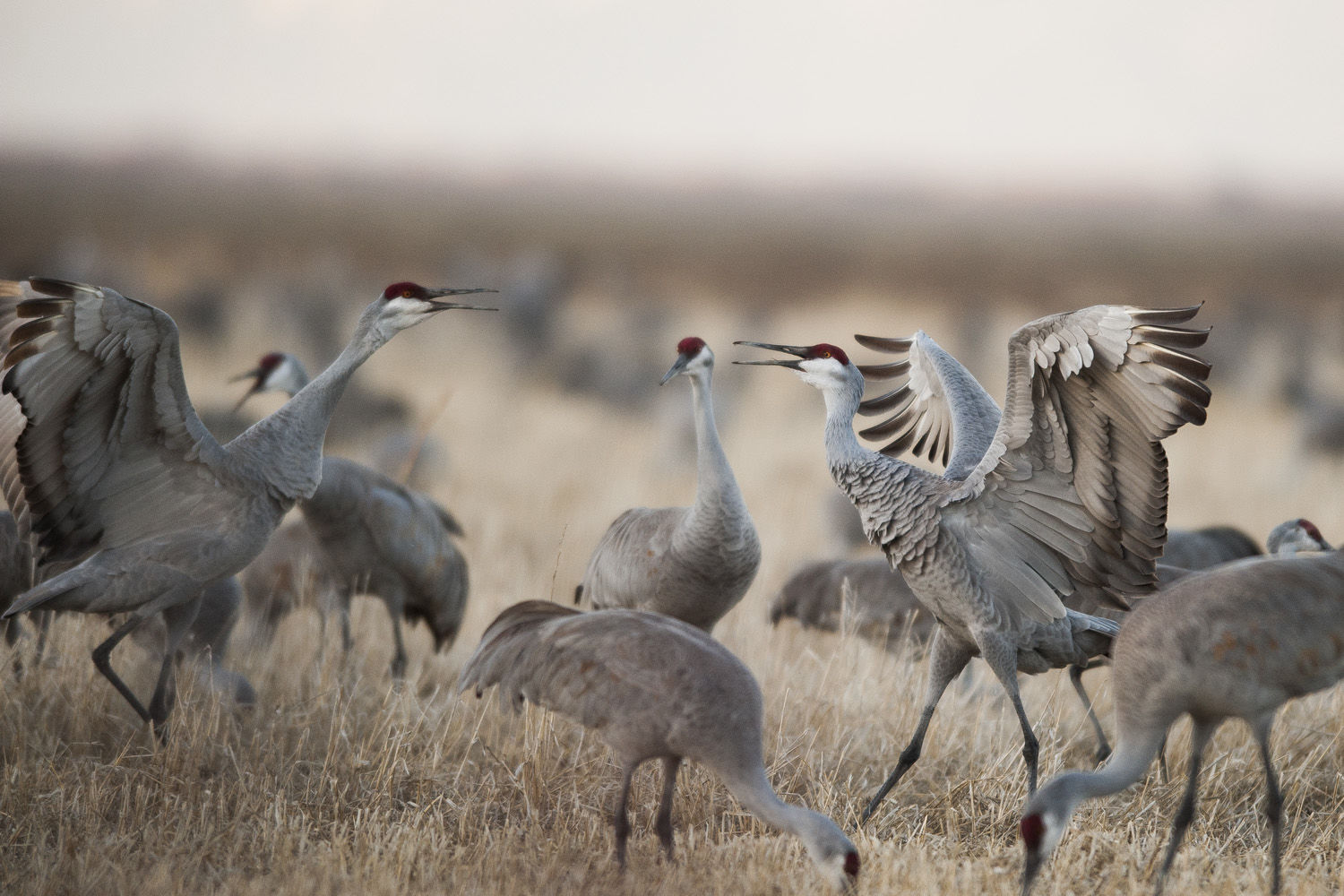 SANDHILL CRANES